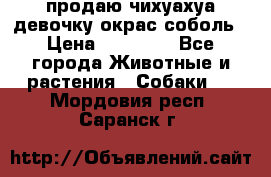 продаю чихуахуа девочку,окрас соболь › Цена ­ 25 000 - Все города Животные и растения » Собаки   . Мордовия респ.,Саранск г.